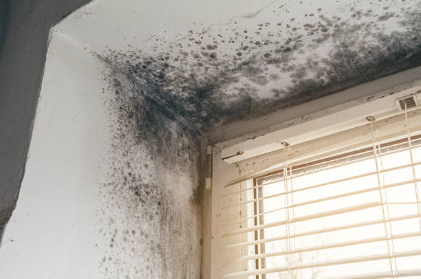 Affordable Mold Remediation solutions in Bailey, NC
