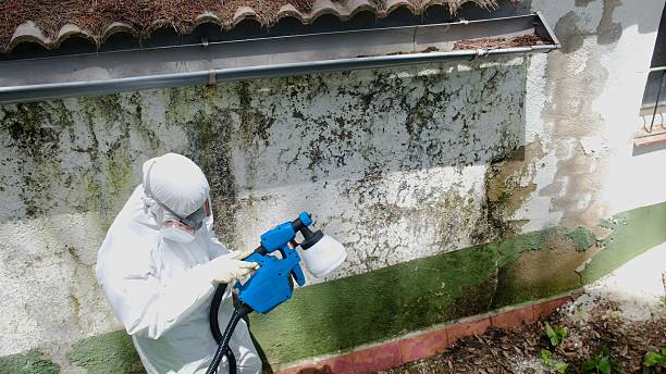 Top rated local Mold Remediation specialists in Bailey, NC